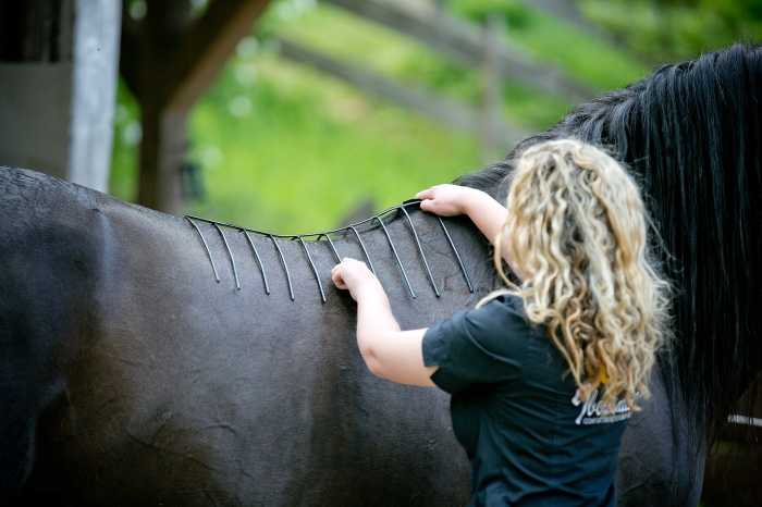 Für den Komfort Ihres Pferdes: Maßnehmen für ausreichend breiten Wirbelkanal