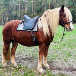 El Primero auf Noriker mit EWF System für Extra Breite Pferde