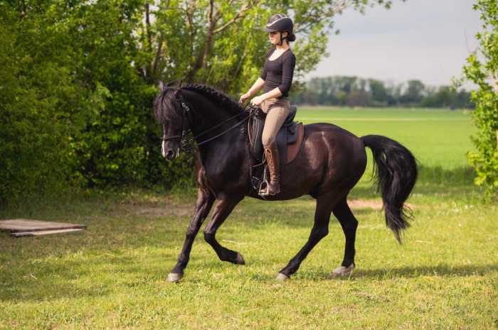 Vom Rennpferd zum Reitpferd: ein perfekt sitzender Sattel für Traber und Reiter