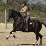 Working Equitation mit dem Alpha Vaquero